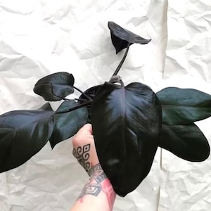 Philodendron Royal Queen Starter Plant (ALL STARTER PLANTS require you to purchase 2 plants!)