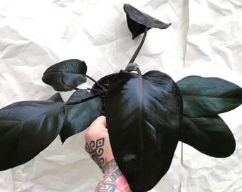 Philodendron Royal Queen Starter Plant (ALL STARTER PLANTS require you to purchase 2 plants!)