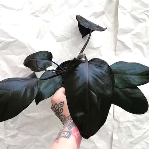 Philodendron Royal Queen Starter Plant (ALL STARTER PLANTS require you to purchase 2 plants!)