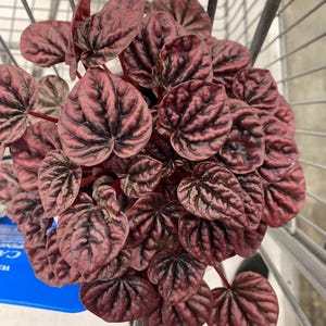 May include: A close-up view of a Peperomia plant with heart-shaped leaves. The leaves are a deep red color with dark green veining. The plant is in a black pot and is surrounded by a metal shopping cart.