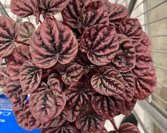 Pepperomia Red Beauty Starter Plant (ALL STARTER PLANTS require you to purchase 2 plants!)