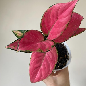 Aglaonema Lucky Red “Chinese evergreen” Starter Plant (ALL STARTER PLANTS require you to purchase 2 plants!)