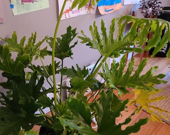 Philodendron Hope 2 Pot (ALL PLANTS Require You to Purchase 2 Plants!) -  Etsy