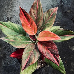 Aglaonema red vein 4” pot (ALL STARTER PLANTS require you to purchase 2 plants!)