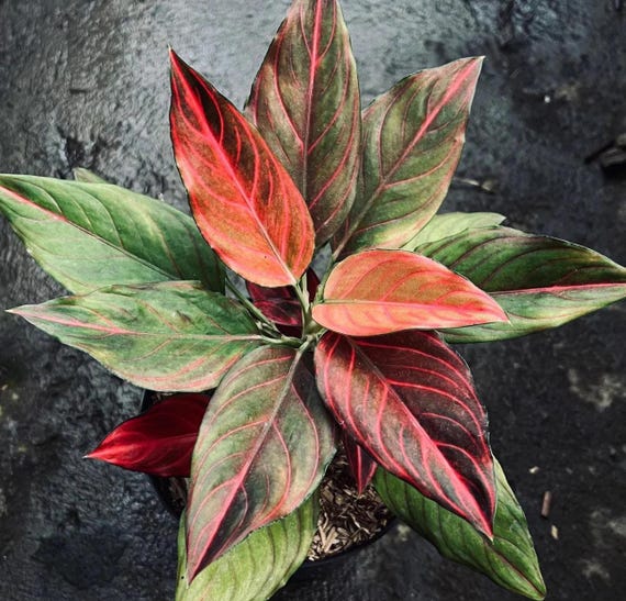Aglaonema Red Vein Starter Plant (ALL STARTER PLANTS Require You to  Purchase 2 Plants!) - Etsy