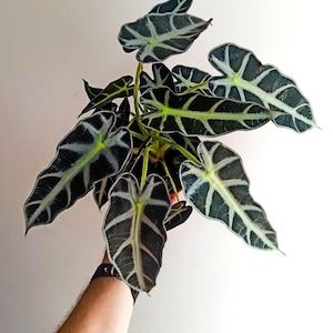Alocasia Bambino **ALL starter plants require you to purchase 2 plants! **