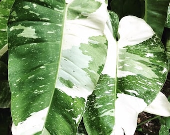 Monstera Siltepecana Aurea Variegated - Etsy