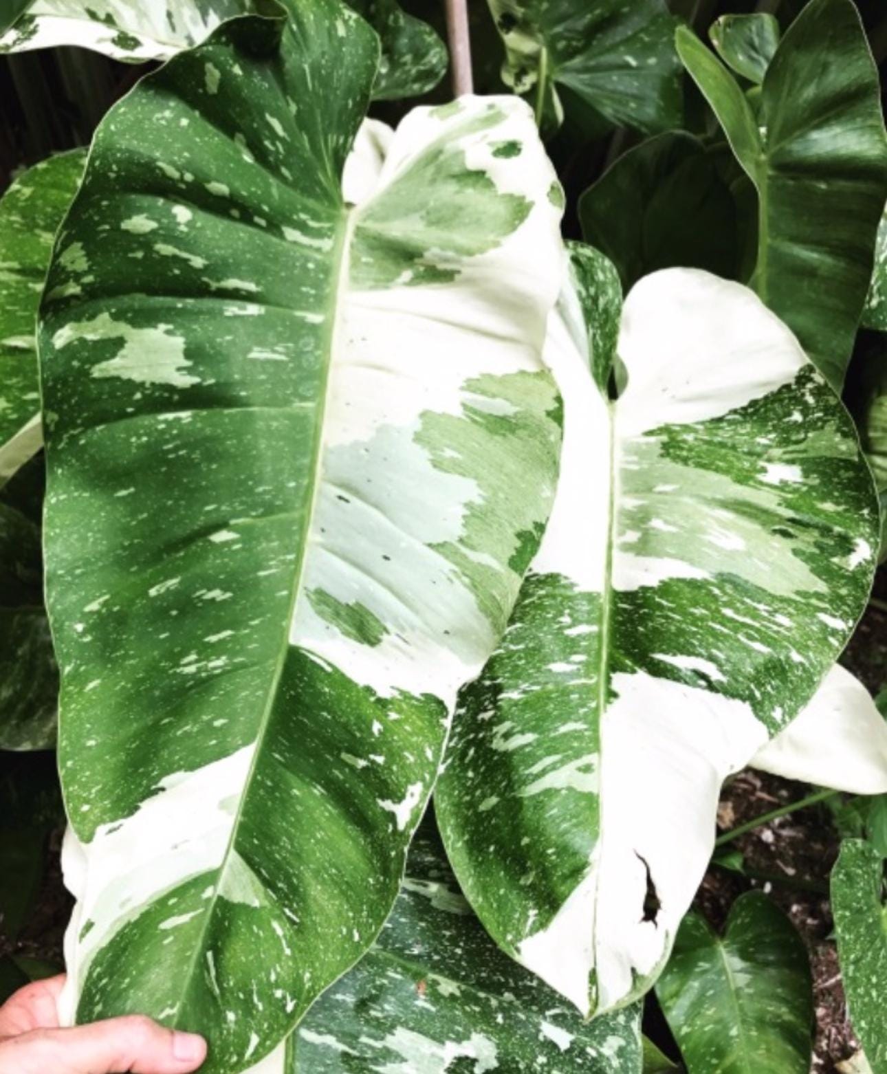 Philodendron Jose Buono Starter Plant (ALL STARTER PLANTS require you to  purchase 2 plants!)