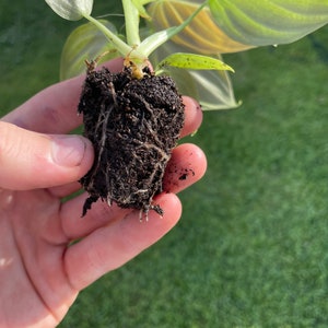May include: A small plant with light green and yellow leaves, held in a hand. The plant's roots are visible, surrounded by dark soil. The background is a blurred green lawn.