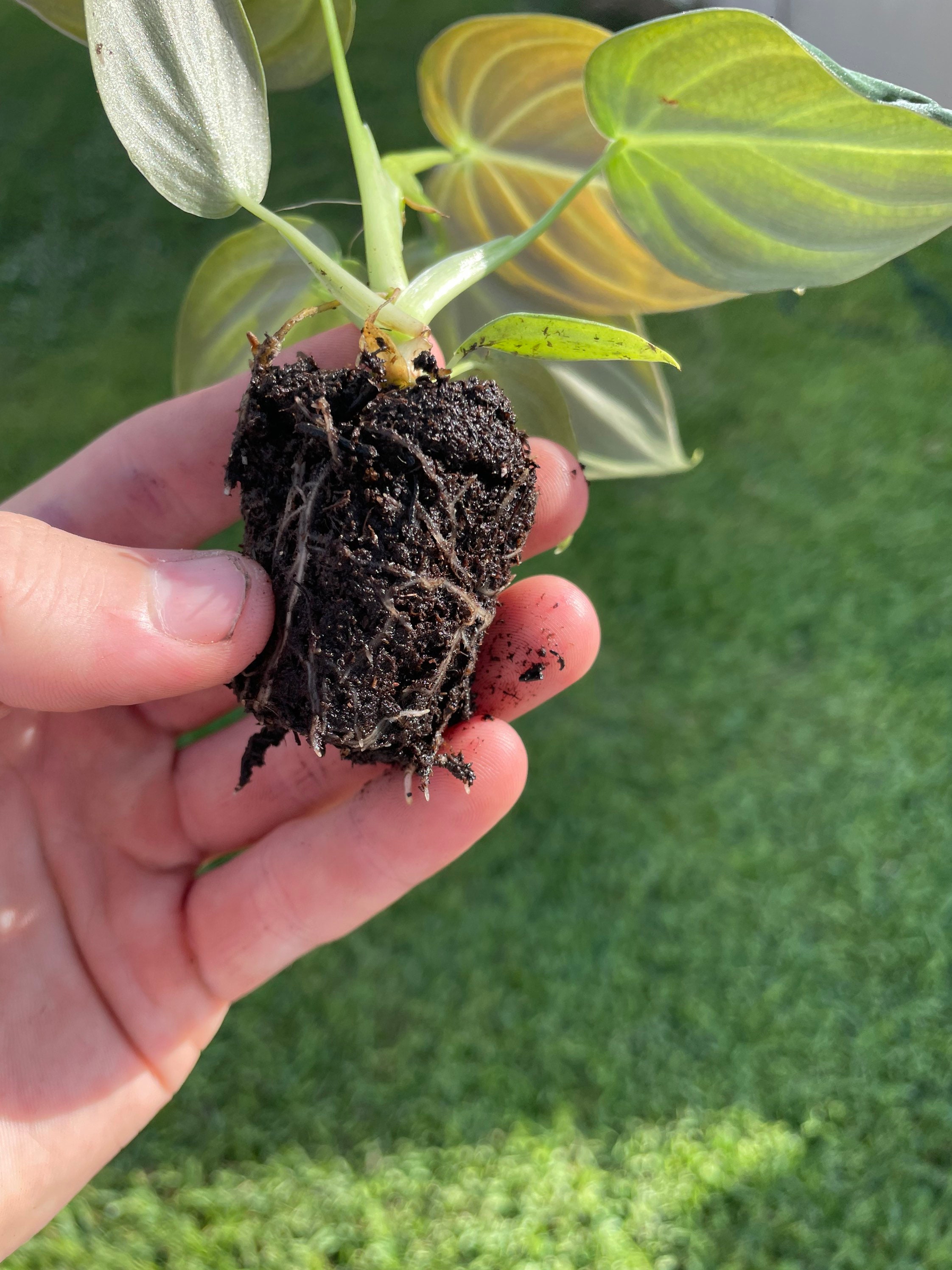 Philodendron Melanochrysum Starter Plant (ALL STARTER PLANTS Require You to  Purchase 2 Plants!) - Etsy
