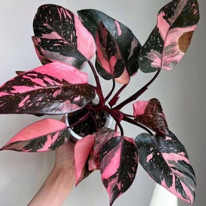 New Philodendron black cherry Pink Princess Starter Plant (ALL STARTER PLANTS require you to purchase 2 plants!)