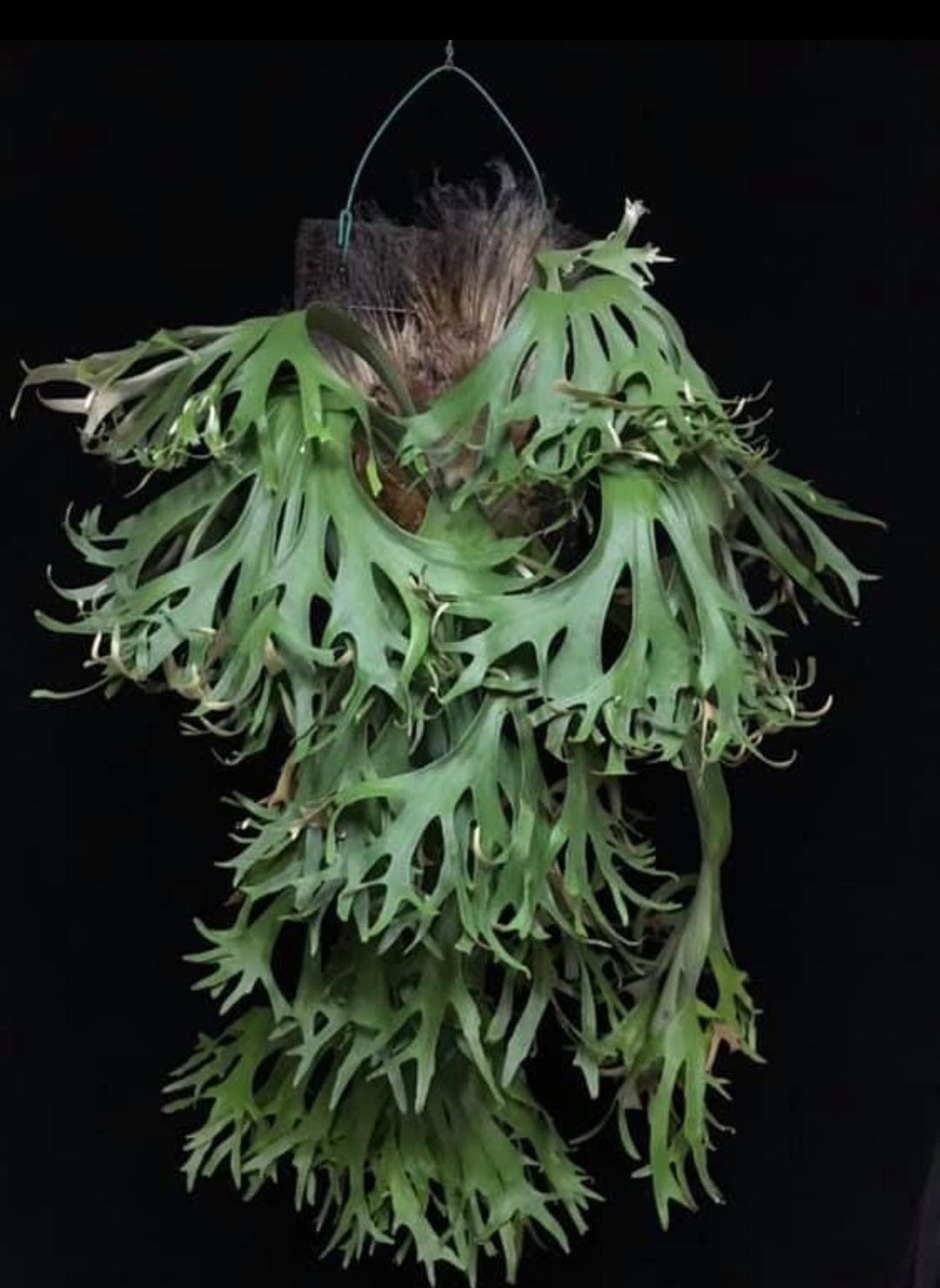 特大　Platycerium SS.Foong Platycerium SS Foong | Welovetropicalplants