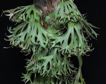 Platycerium Willinckii 'bacteria' Staghorn Fern - Etsy Platycerium Willinckii 'bacteria' Staghorn Fern - Etsy