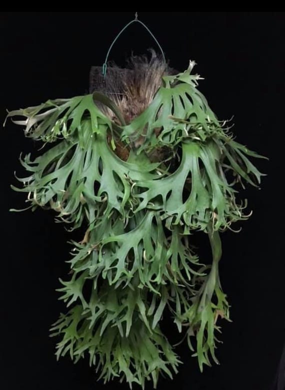 Platycerium Ss Foong Starter Plant (ALL STARTER PLANTS Require You