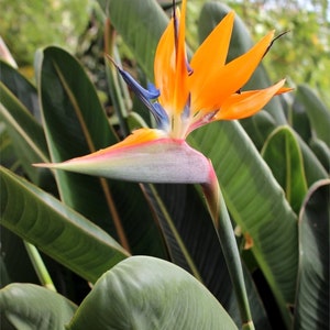 Yellow Bird of Paradise starter plant (ALL STARTER PLANTS require you to purchase 2 plants!)