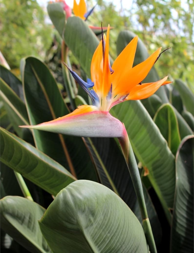 Yellow Bird of Paradise starter plant ALL STARTER PLANTS require you to purchase 2 plants image 1