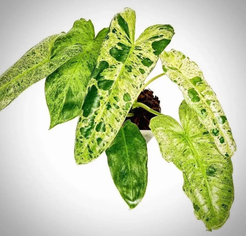 SunshineGreens Philodendron Paraiso Verde