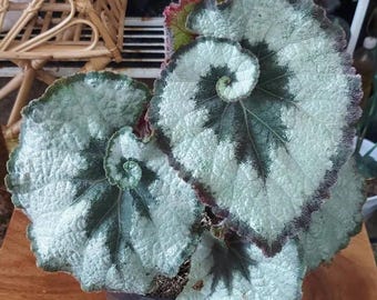 Begonia escargot Starter Plant (ALL STARTER PLANTS require you to purchase 2 plants!)