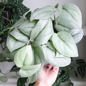 Scindapsus platinum “silver hero” Starter Plant (ALL STARTER PLANTS require you to purchase 2 plants!)