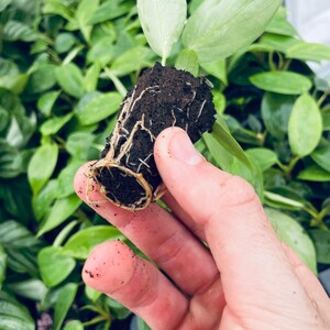 May include: A small green plant with roots showing, held in a person's hand. The plant is potted in a brown soil mixture.