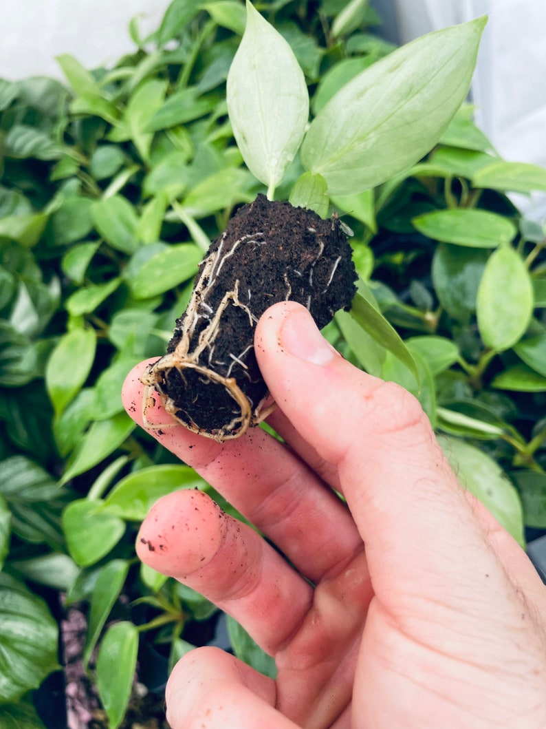 May include: A small green plant with roots showing, held in a person's hand. The plant is potted in a brown soil mixture.