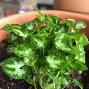 May include: A close-up of a potted plant with green and white variegated leaves. The plant is in a terracotta pot and the soil is visible.