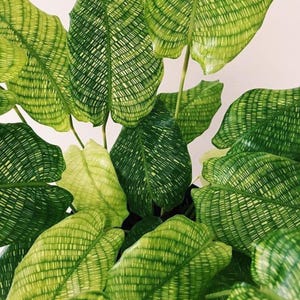 calathea inflorita Calathea roseopicta 'Flamestar'