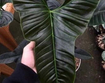 philodendron lupinum Starter Plant (ALL STARTER PLANTS require you to purchase 2 plants!)