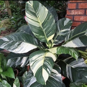 Variegated Peace Lily “sensation” starter plant **(ALL PLANTS require you to purchase ANY 2 plants!)**