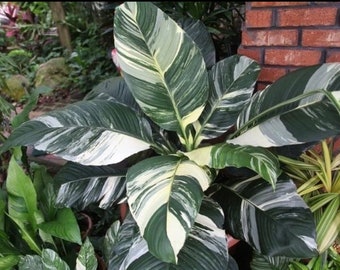 Variegated Peace Lily “sensation” starter plant **(ALL PLANTS require you to purchase ANY 2 plants!)**