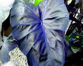 Colocasia Black Coral Starter Plant (ALL STARTER PLANTS require you to purchase 2 plants!)