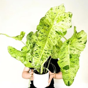Philodendron Paraiso Verde XL starter plant **(ALL plants require you to purchase ANY 2 plants!)**