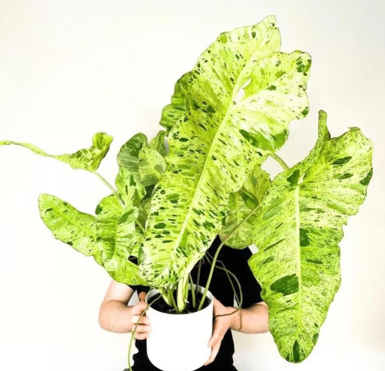 pictures of philodendron plants Philodendron hederaceum