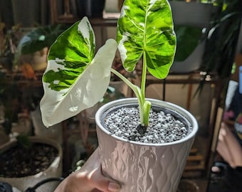 Okinawa Silver Alocasia Starter Plant (ALL STARTER PLANTS Require