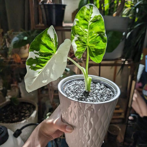 Okinawa Silver Alocasia Starter Plant (ALL STARTER PLANTS Require