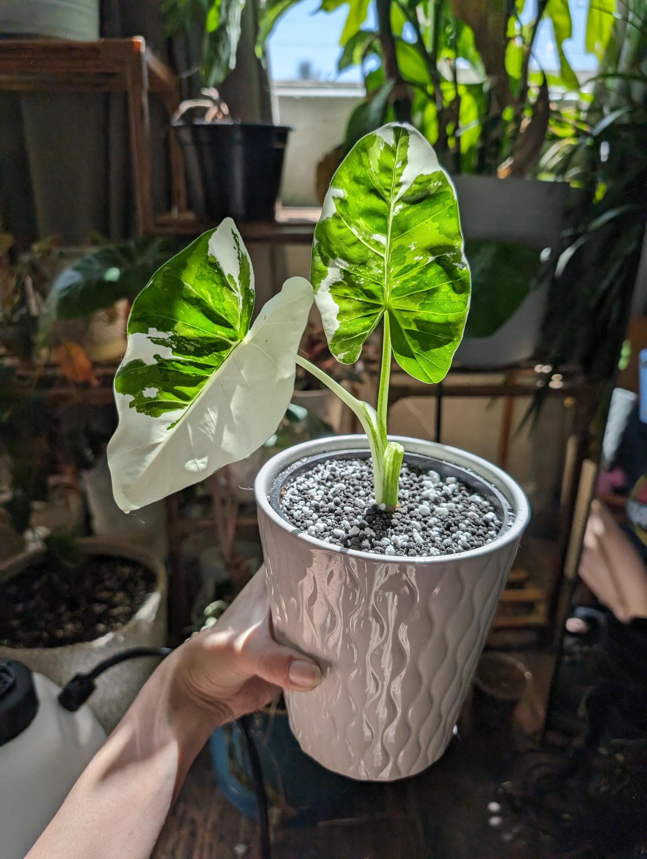 Okinawa Silver Alocasia Starter Plant (ALL STARTER PLANTS Require