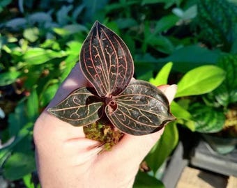 Anoectochilus chapaensis golden jewel orchid 2” pot **(ALL plants require you to purchase ANY 2 plants!)