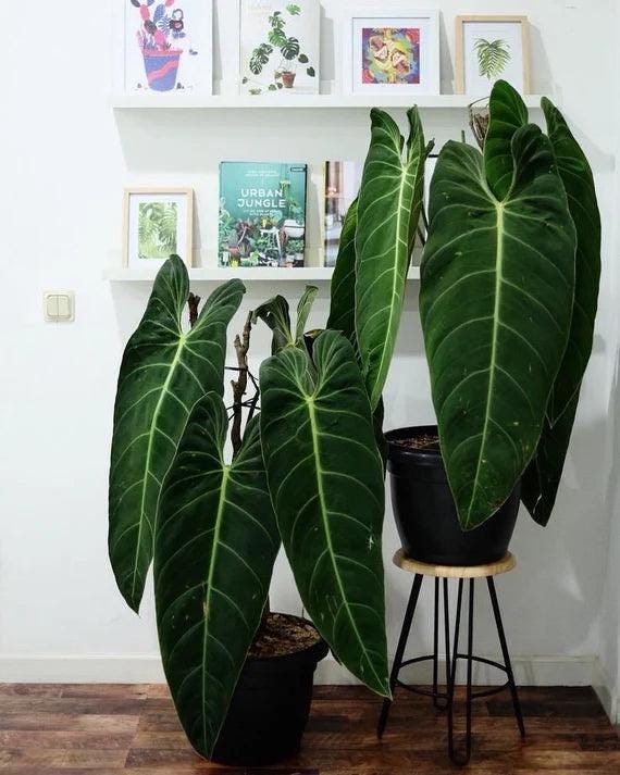 Xl Philodendron Melanochrysum Starter Plant (ALL STARTER PLANTS require you to purchase 2 plants!)