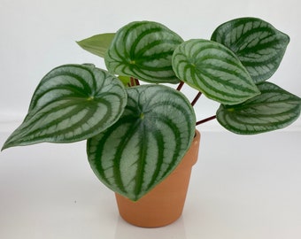 Peperomia Watermelon 4” pot (ALL STARTER PLANTS require you to purchase 2 plants!)