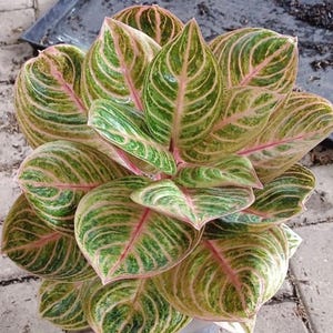 Aglaonema Rinjani Starter Plant (ALL STARTER PLANTS require you to purchase 2 plants!)
