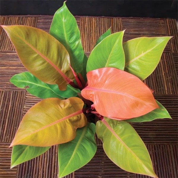 Philodendron Tangerine Starter Plant (ALL STARTER PLANTS require you to purchase 2 plants!)