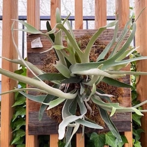 Platycerium &quot;French silver Staghorn Fern&quot; Starter Plant (ALL STARTER PLANTS require you to purchase 2 plants!)