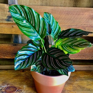 Calathea Beauty Star Starter Plant (ALL STARTER PLANTS require you to purchase 2 plants!)