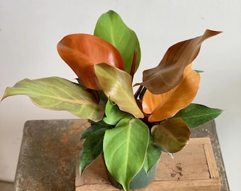 Planta de inicio de filodendro Príncipe Naranja **¡TODAS las plantas de inicio requieren la compra de 2 plantas!**