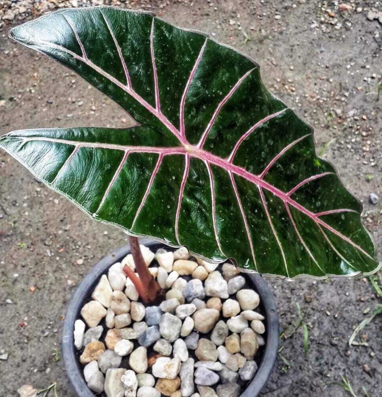 Alocasia longiloba red vein Starter Plant (ALL STARTER PLANTS require you to purchase 2 plants!)