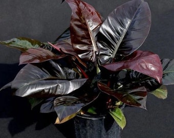 Black Cardinal Philodendron  **ALL starter plants require you to purchase 2 plants! **