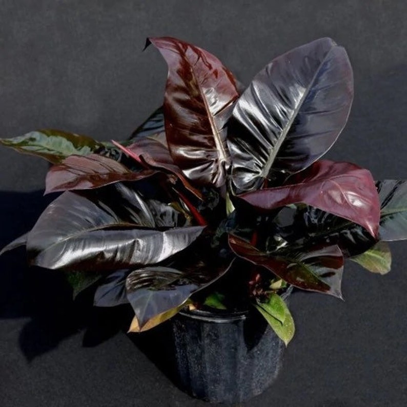 Black Cardinal Philodendron ALL starter plants require you to purchase 2 plants image 1