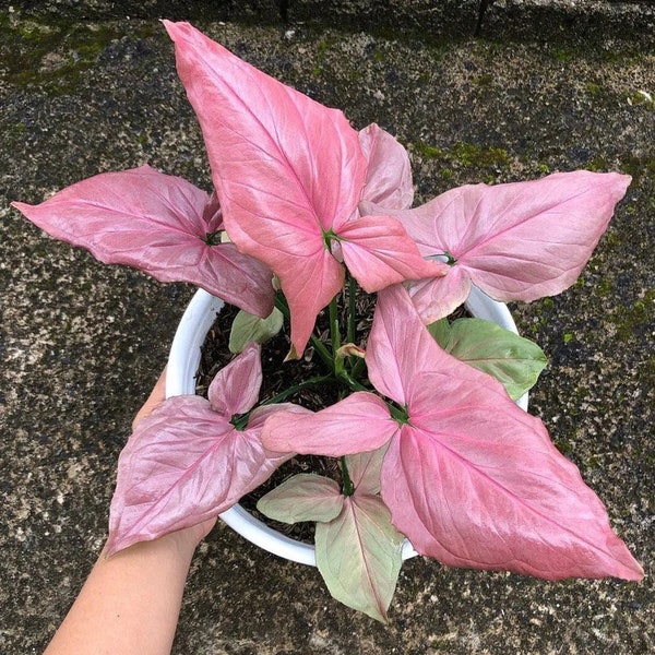 Syngonium Pink perfection Starter Plant (ALL STARTER PLANTS require you to purchase 2 plants!)