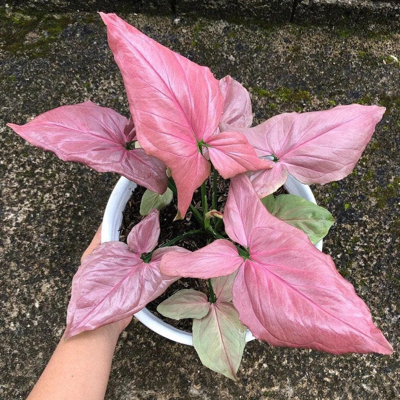 Syngonium Pink perfection Starter Plant ALL STARTER PLANTS require you to purchase 2 plants image 1