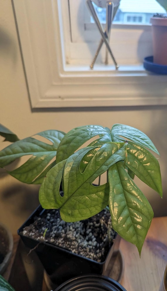 monstera siam Monstera Siam